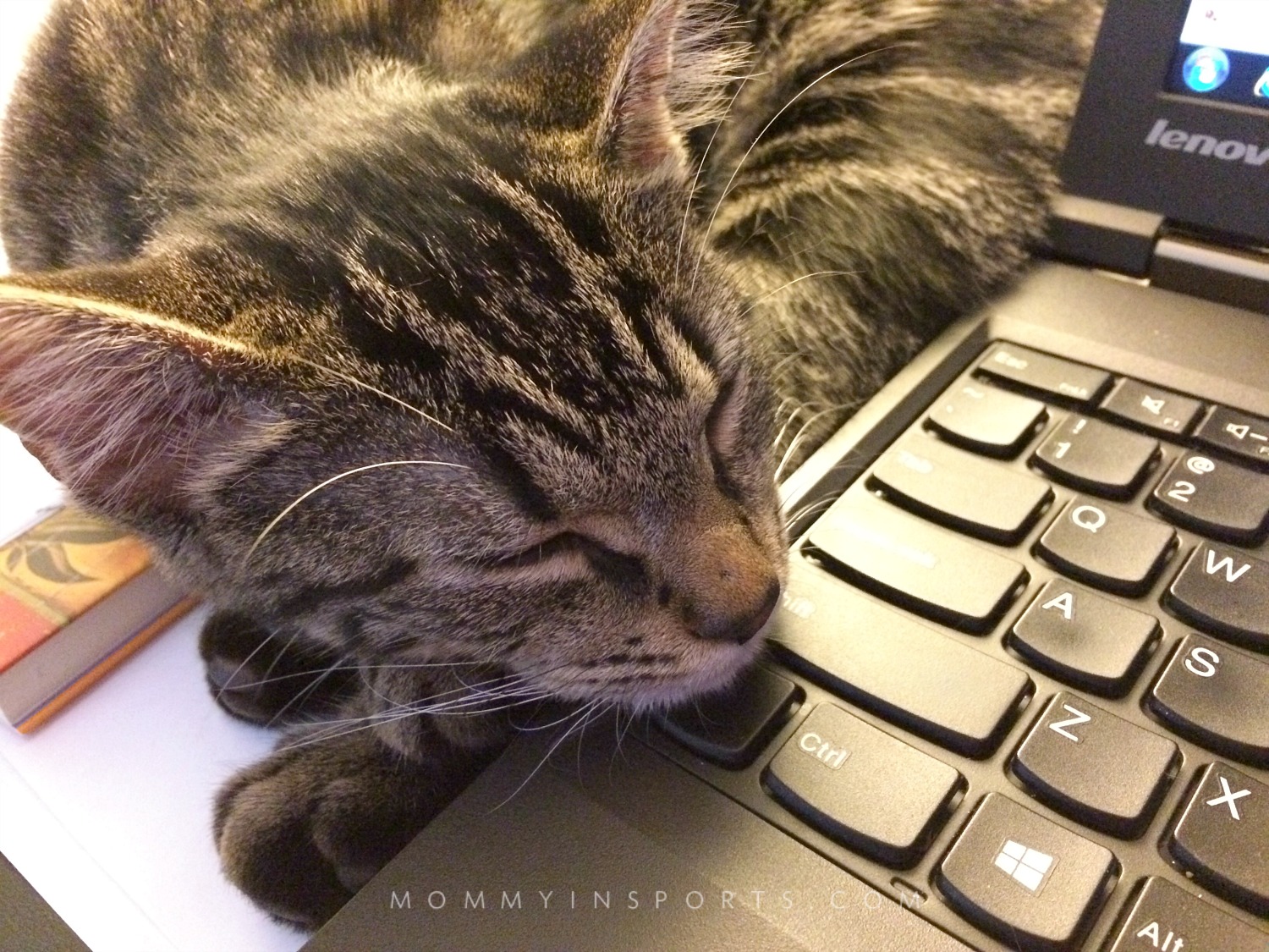 sleepy kitten keyboard