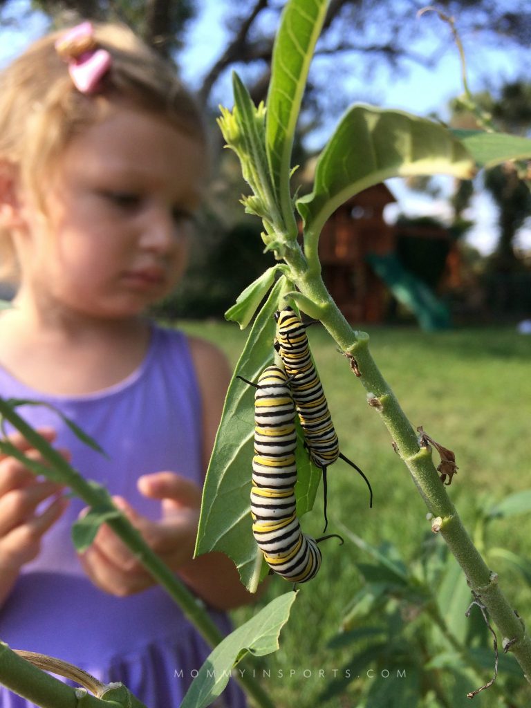 Want to teach your kids about the life cycle of a butterfly? Here's the easiest way to start a butterfly garden with your kids!