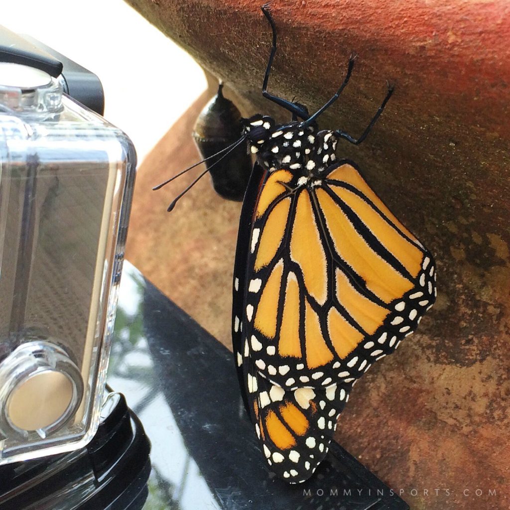 Want to teach your kids about the life cycle of a butterfly? Here's the easiest way to start a butterfly garden with your kids!