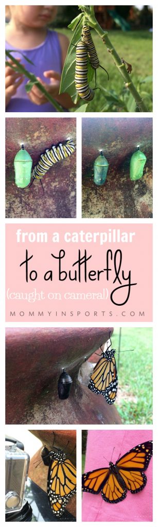 Have you ever thought of starting a butterfly garden but didn't know where to start? Watch this amazing lifecycle from a caterpillar to a butterfly and start your own garden today! Cool Go pro video too! 